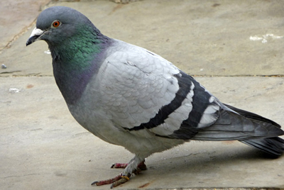 depigeonnisation paris 12eme arrondissement 75012