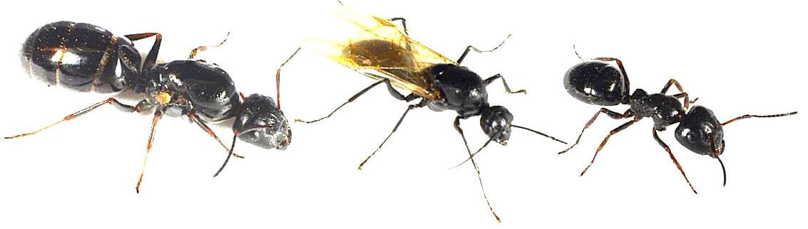 Comment se débarrasser des fourmis