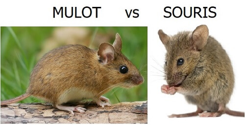 Quelle Est La Difference Entre Une Souris Et Un Mulot