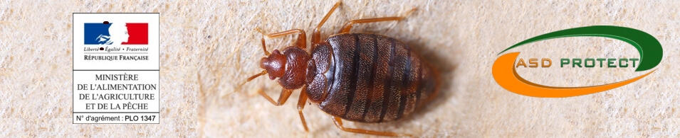 Extermination punaise de lit