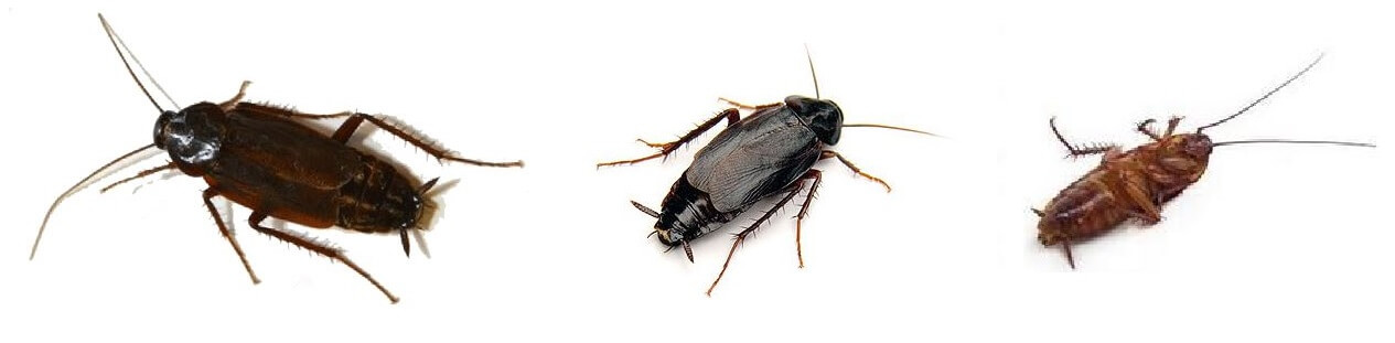 Traitement contre les cafards