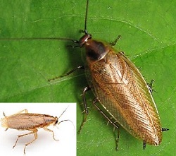 Blatte et cafard de jardin - Ectobius pallidus