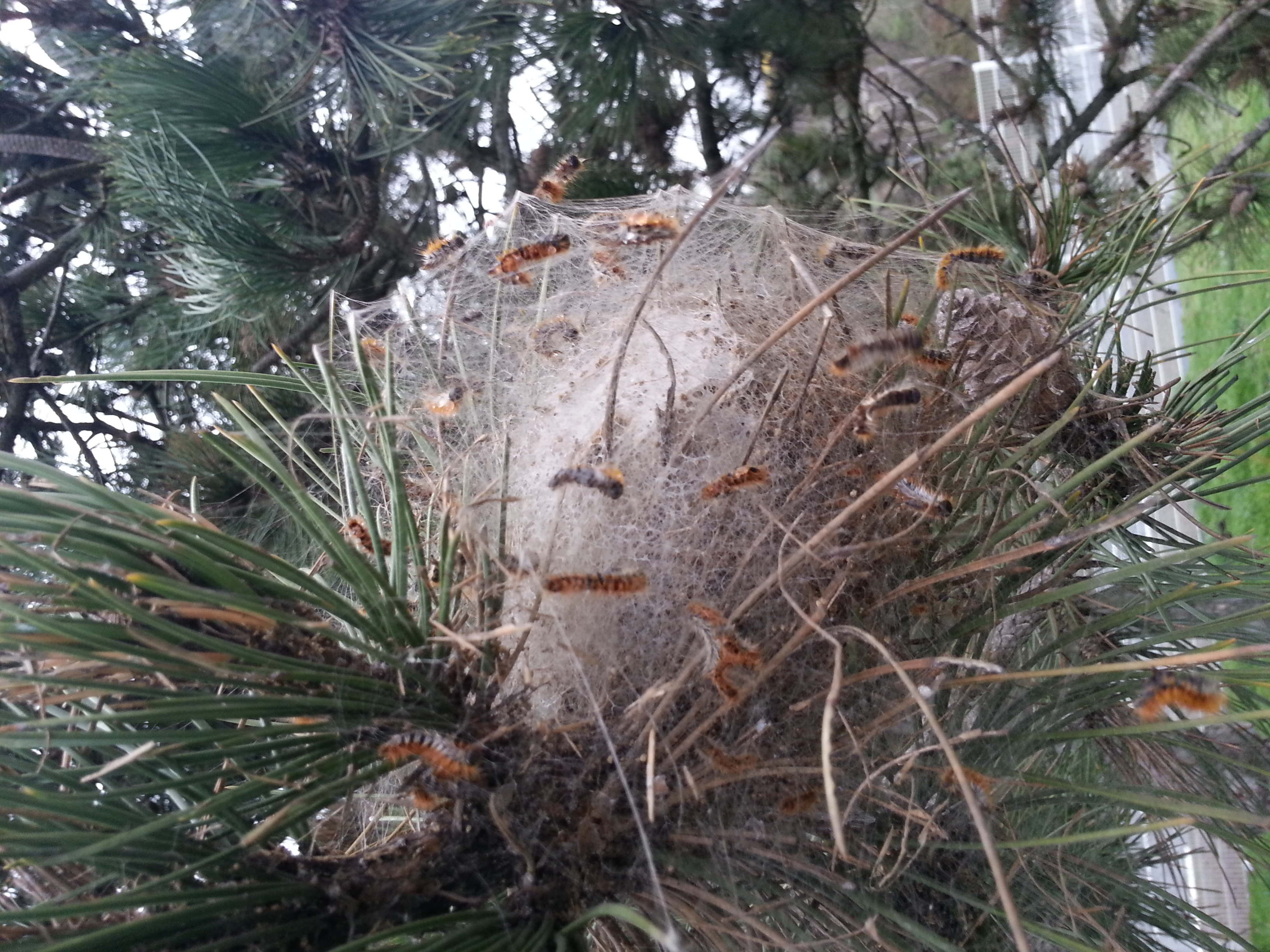 Chenille processionnaire du pin