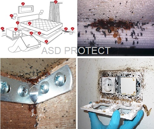 Invasion punaise de lit