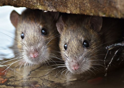 Dératisation nuisibles Paris