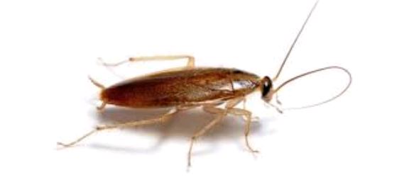 Se débarrasser des cafards et des blattes