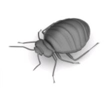 Désinsectisation des punaises de lit