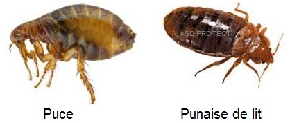 Puce Ou Punaise De Lit Quelles Sont Les Differences
