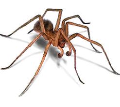 Exterminer araignées
