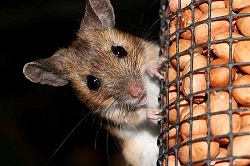 Mulot dans le grenier