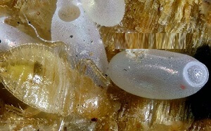 Reconnaitre oeuf punaise de lit