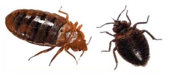 punaise de lit femelle male