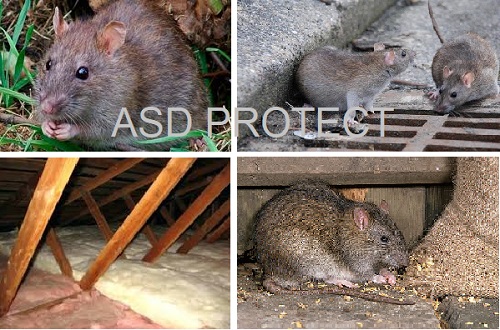 Rat dans la maison et le jardin