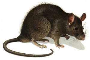Tout savoir sur le rat : biologie, comportements et habitudes
