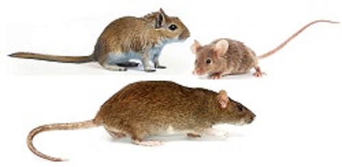 Rongeurs : rat, surmulot, souris et mulot