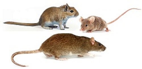 Souris ou Mulot : Comment faire la différence ? 