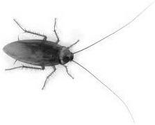 Société de traitement des cafards