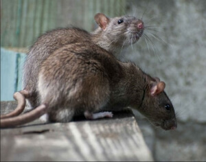 Rats attention danger