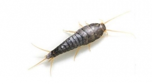 Poisson d'argent ou lépisme insectes des endroits chauds et humides
