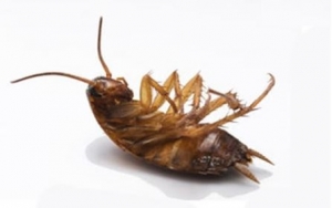 Comment se débarrasser des cafards dans une maison