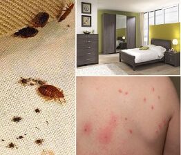 Voyage et hôtel : comment savoir si on a des punaises de lit ?