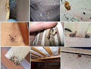 Ou se cachent les punaises de lit et leur nid ?