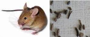 Crottes de souris : A quoi elles ressemblent ?