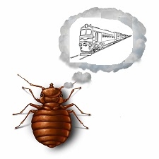 Peut-on transporter des punaises de lit sur soi ?