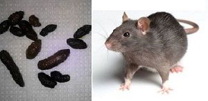 Odeur de rat mort : quand disparaît-elle vraiment ?