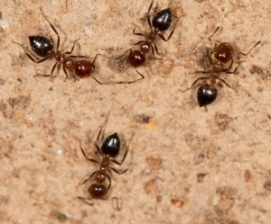 Comment se débarrasser des fourmis ?