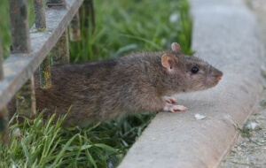 signaler un rat paris